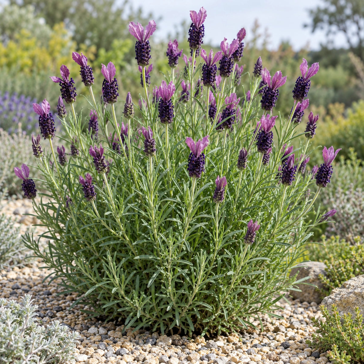 AI-generated illustration of mature Willow Vale Mauve Lavender in bloom; not the size supplied.