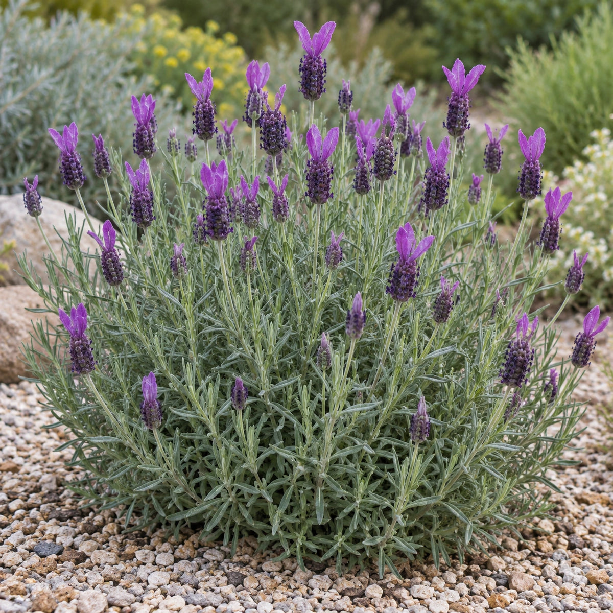 AI-generated illustration of mature James Compton Lavender in bloom; not the size supplied.