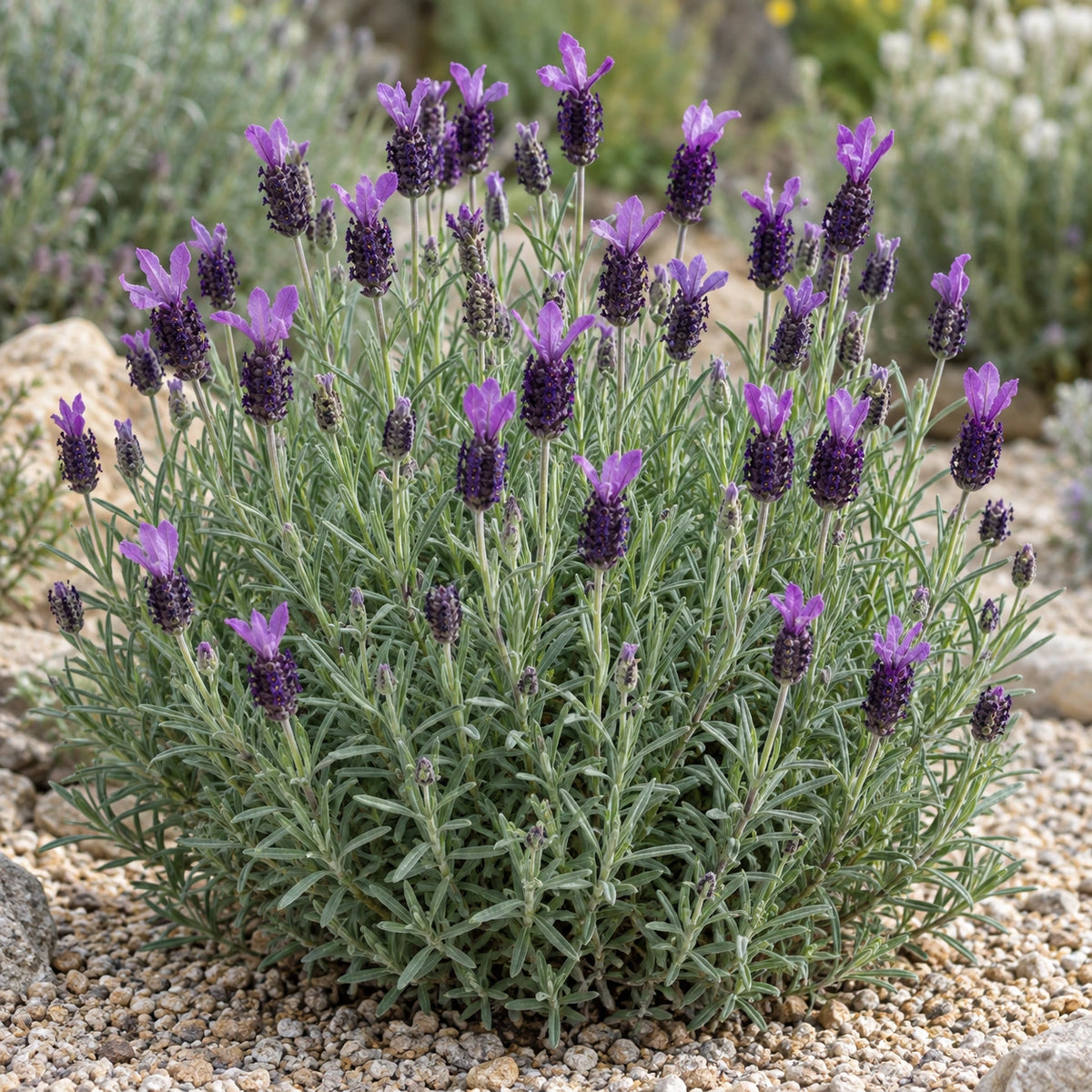 AI-generated illustration of mature Castilliano Lavender in bloom; not the size supplied.