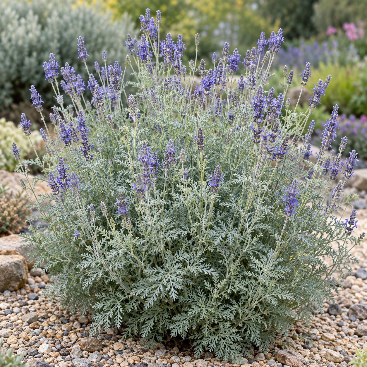 AI-generated illustration of mature Torch Minty Ice Lavender in bloom; not the size supplied.