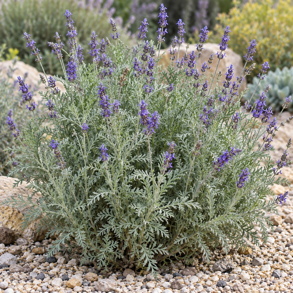 AI-generated illustration of mature Fern Leaf Lavender in bloom; not the size supplied.