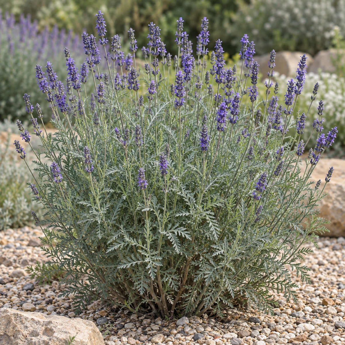 AI-generated illustration of mature Minutoli Lavender in bloom; not the size supplied.