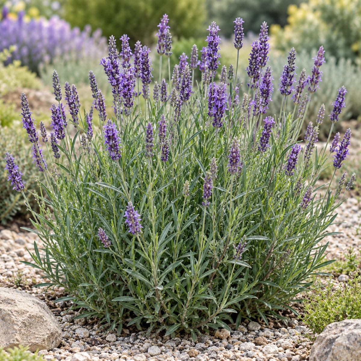 AI-generated illustration of mature Spike Lavender in bloom; not the size supplied.