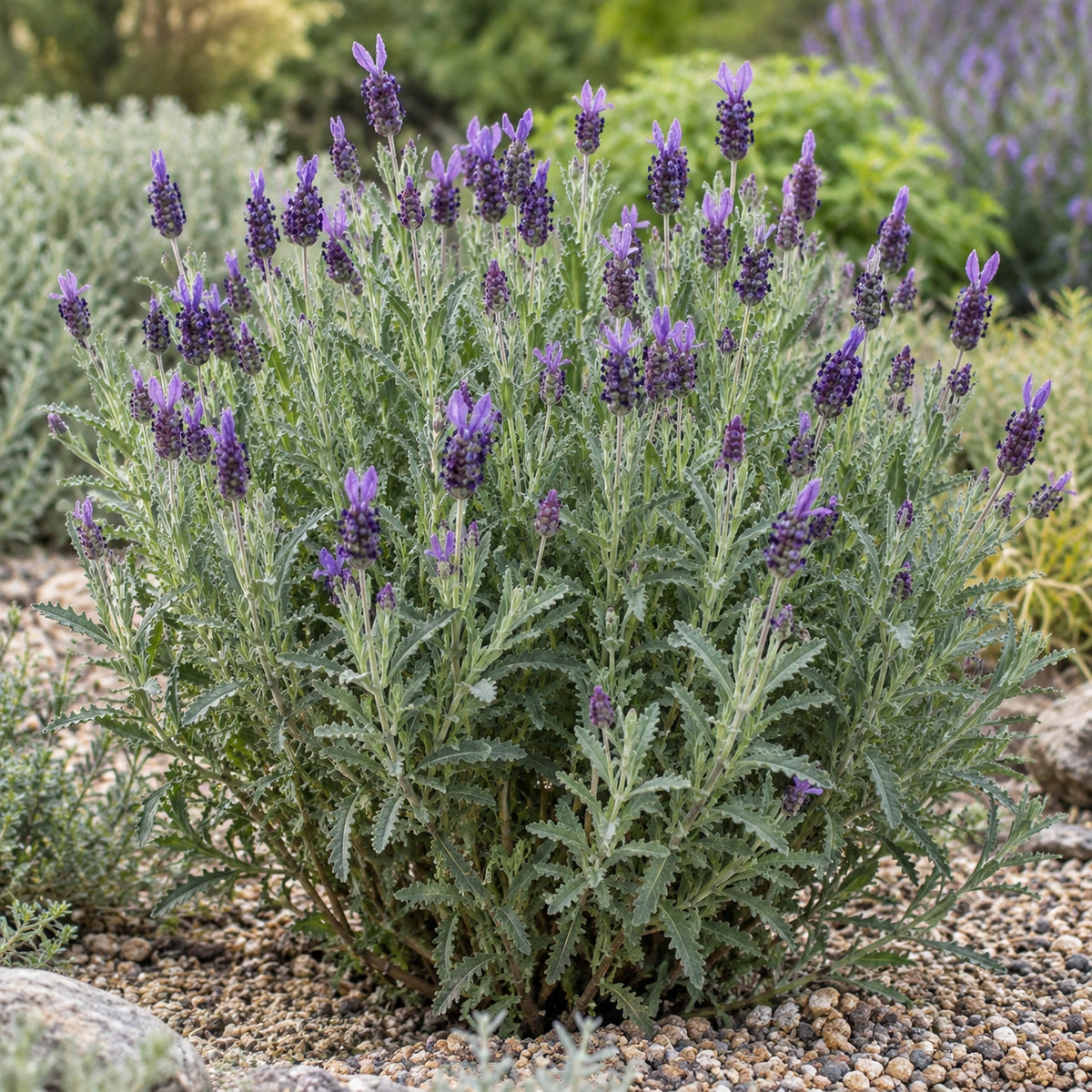 AI-generated illustration of mature Royal Standard Lavender in bloom; not the size supplied.