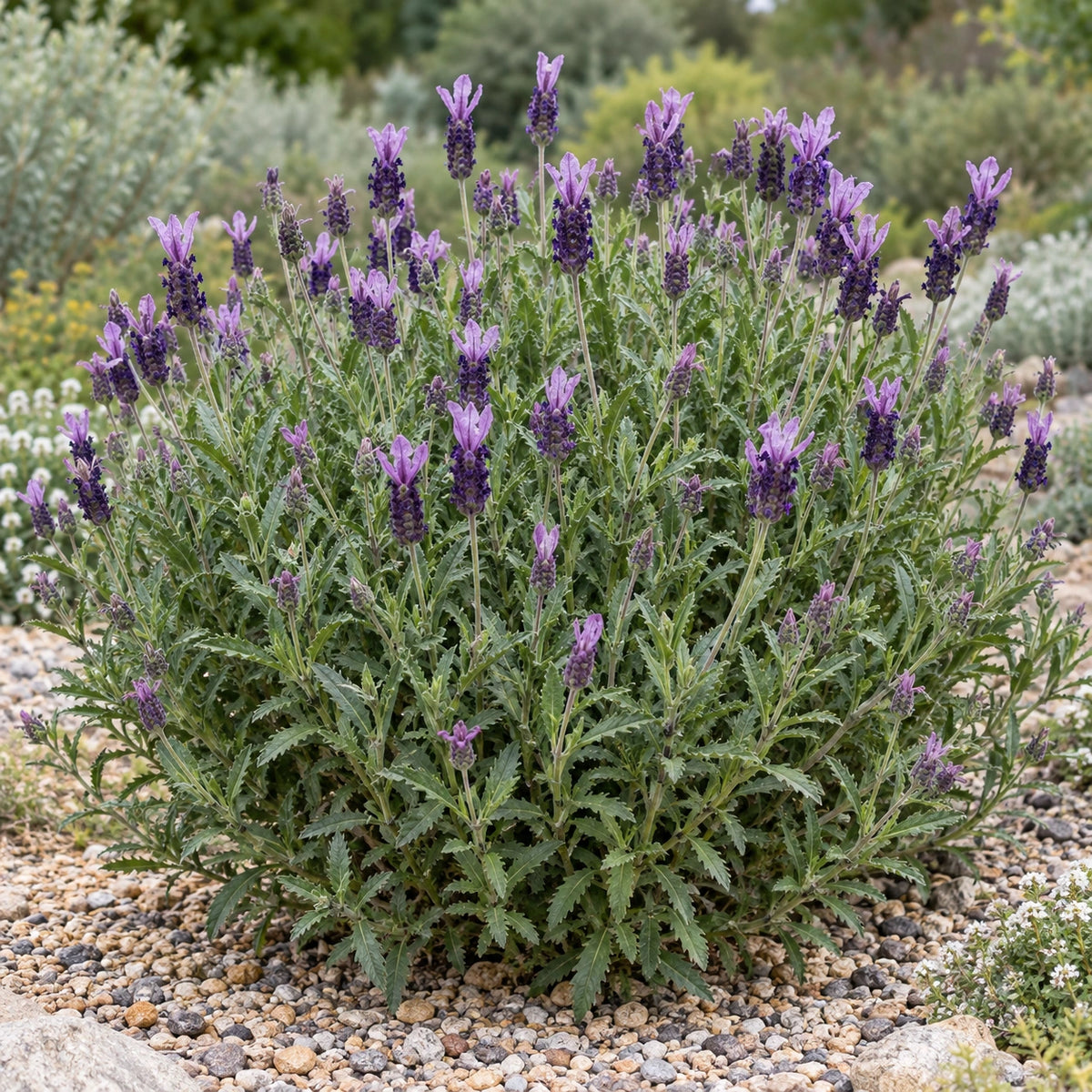 AI-generated illustration of mature Royal Crown Lavender in bloom; not the size supplied.