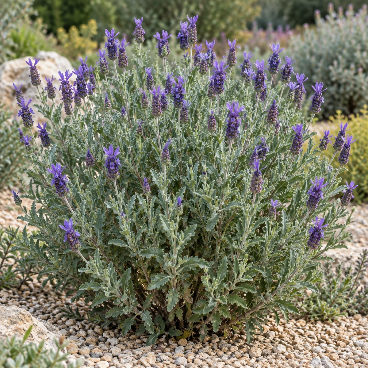 AI-generated illustration of mature Monet Lavender in bloom; not the size supplied.