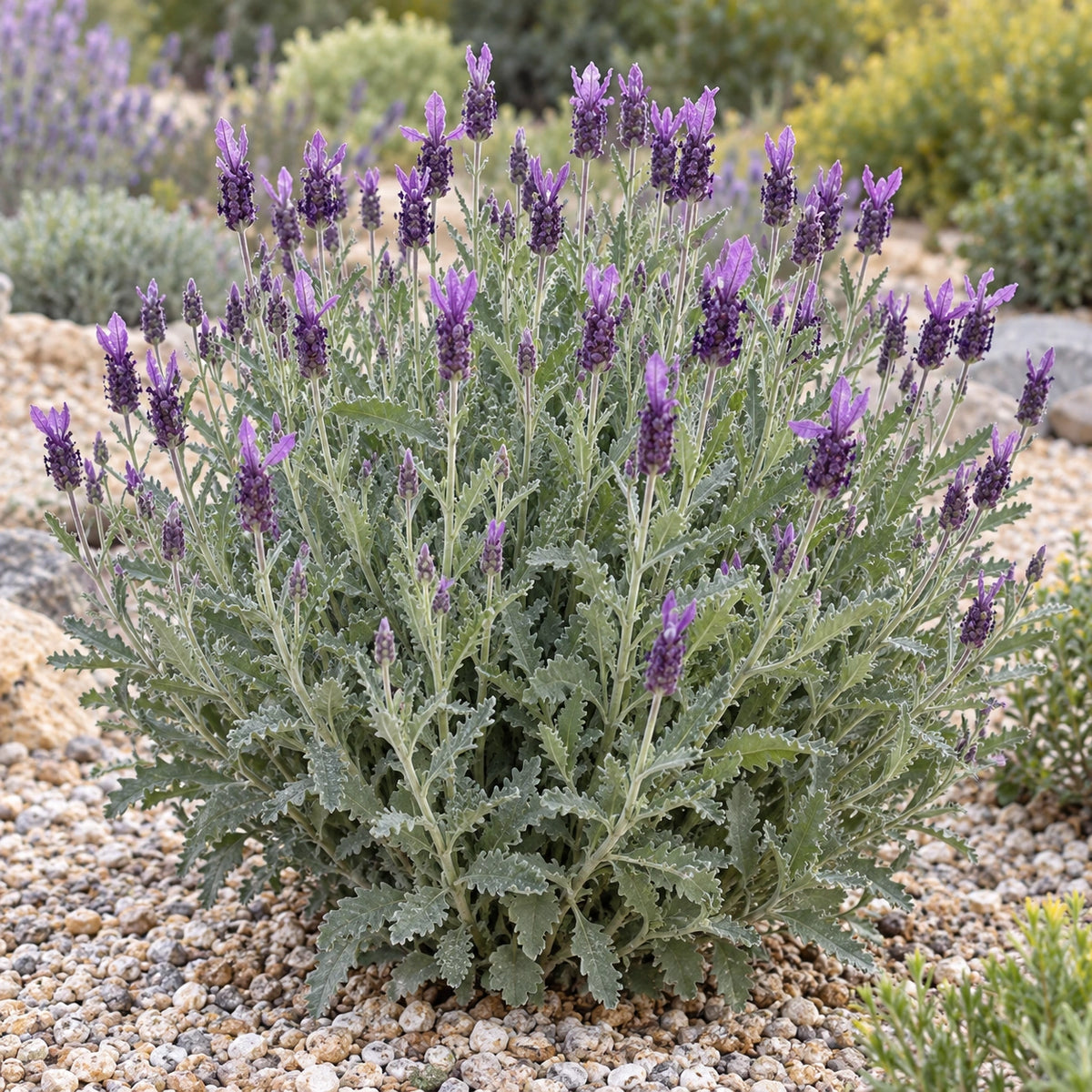 AI-generated illustration of mature LaDiva Imperial Lavender in bloom; not the size supplied.