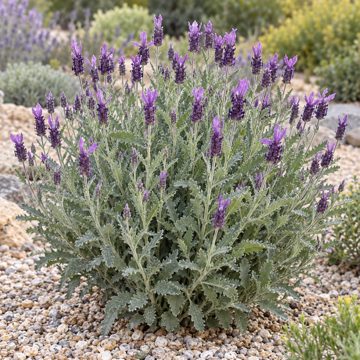 AI-generated illustration of mature LaDiva Imperial Lavender in bloom; not the size supplied.