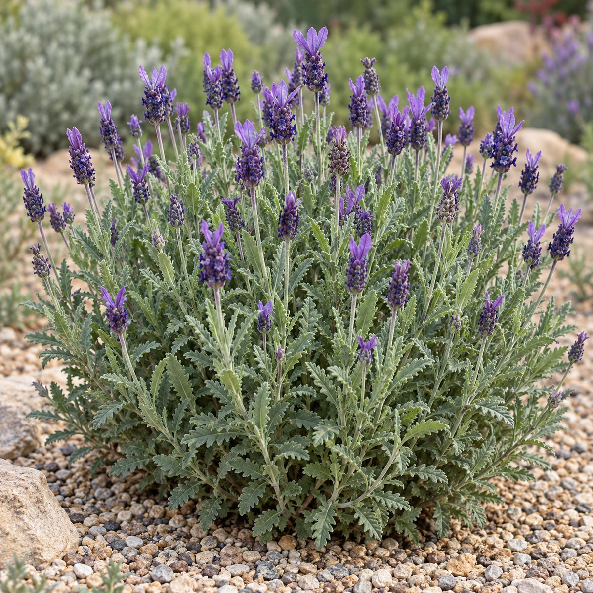 AI-generated illustration of mature Dusky Maiden Lavender in bloom; not the size supplied.