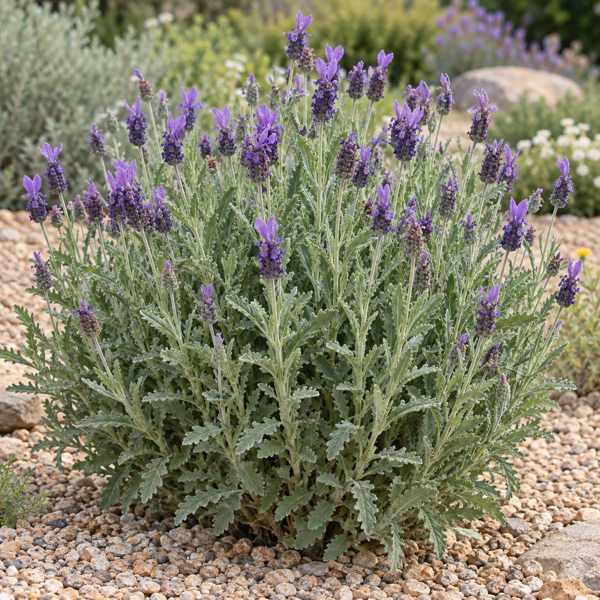 AI-generated illustration of mature Green Lavender in bloom; not the size supplied.