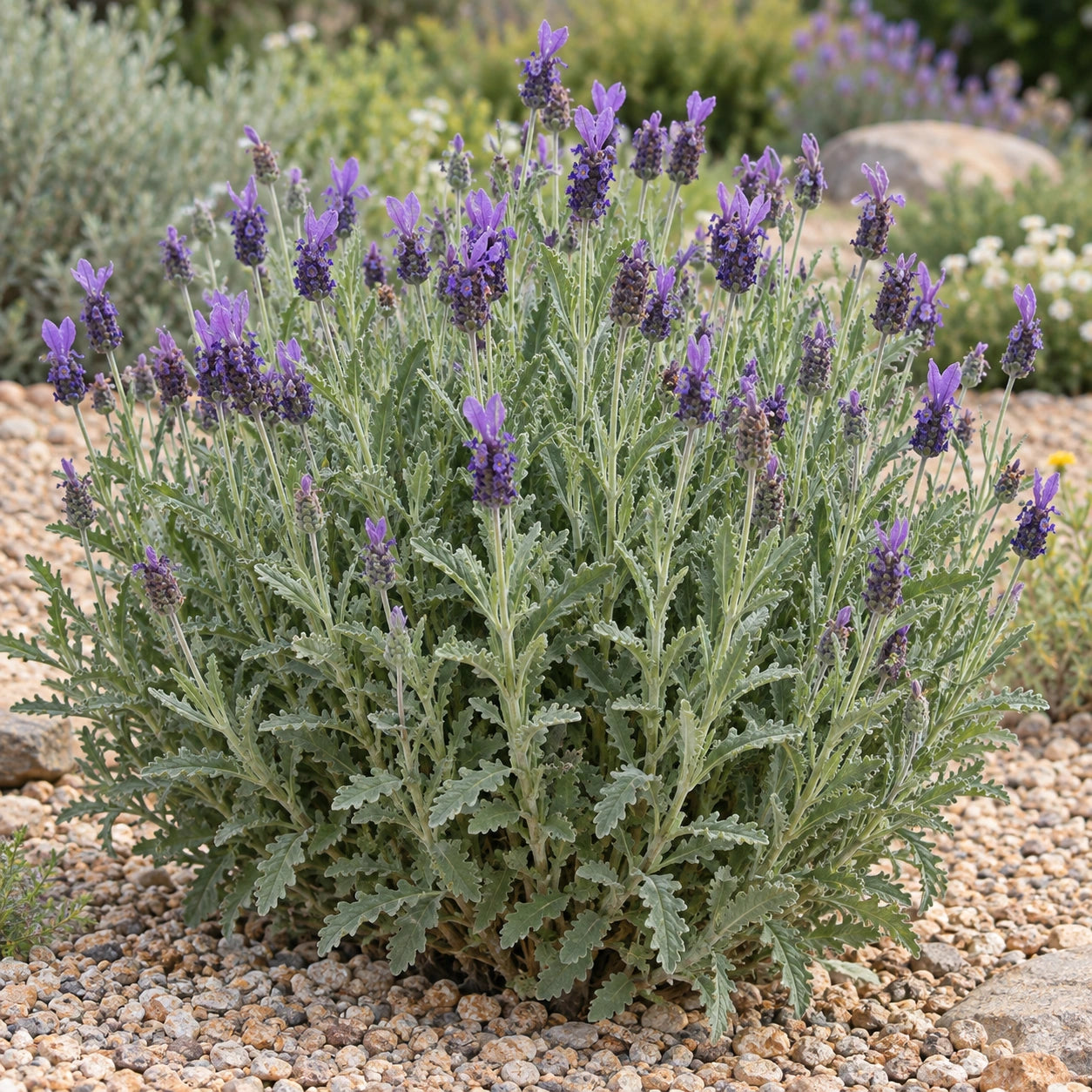 AI-generated illustration of mature Green Lavender in bloom; not the size supplied.