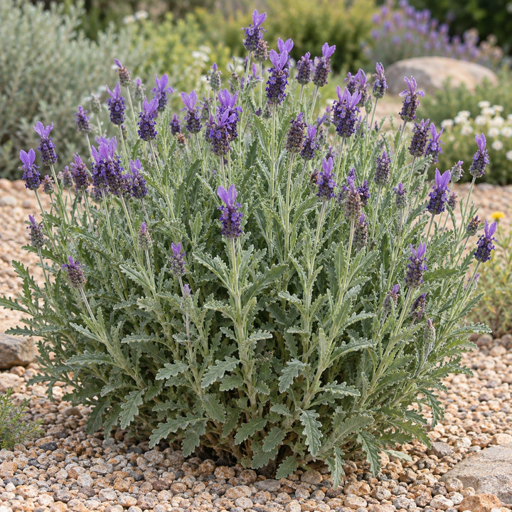 Green lavender (Lavandula dentata) toothed gray-green leaves with purple flower heads in a gravel bed, illustration