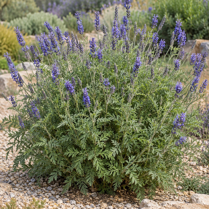 Canary Island lavender (Lavandula canariensis) fernlike green foliage and violet-blue spikes in a rock garden, illustration