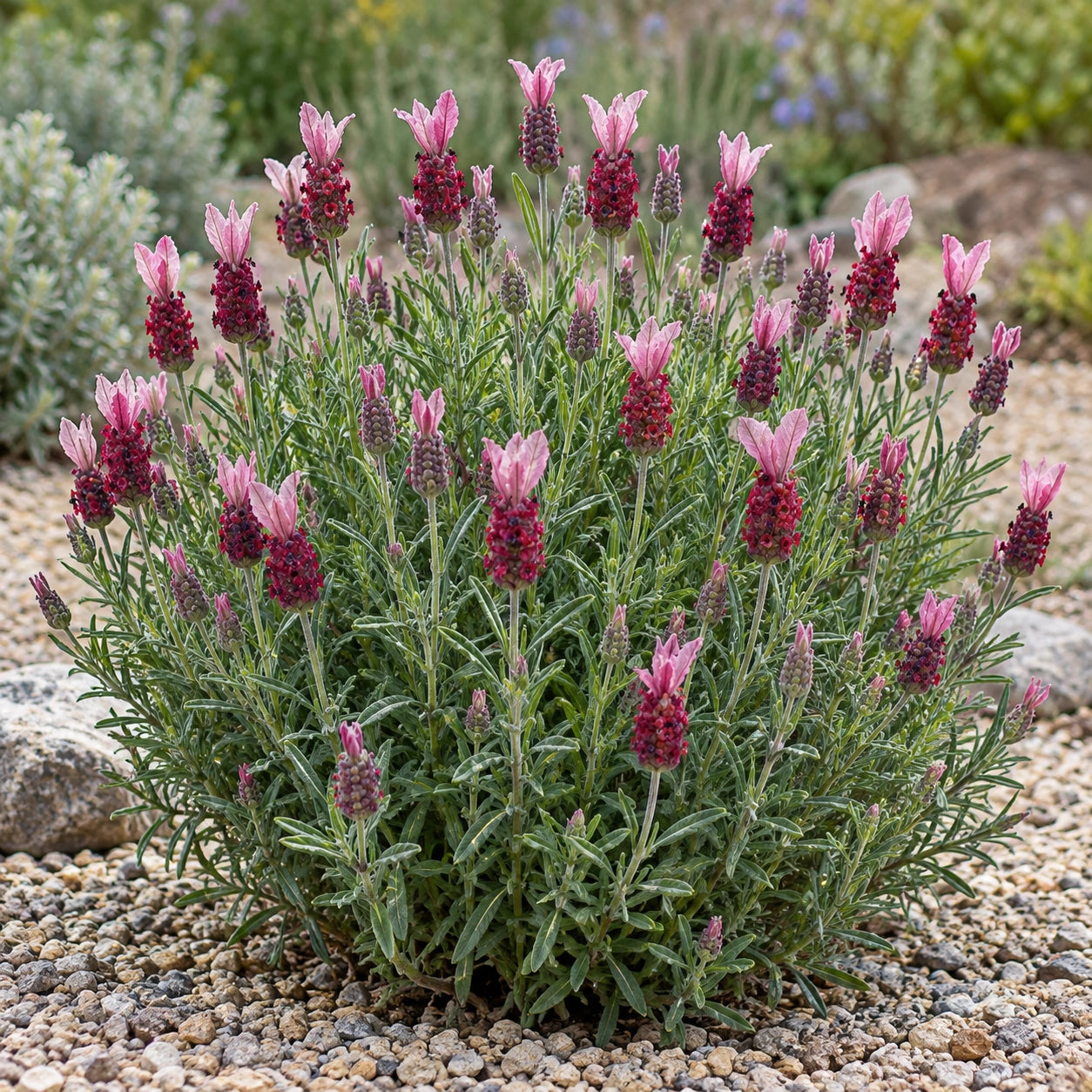 AI-generated illustration of mature Kew Red Lavender in bloom; not the size supplied.