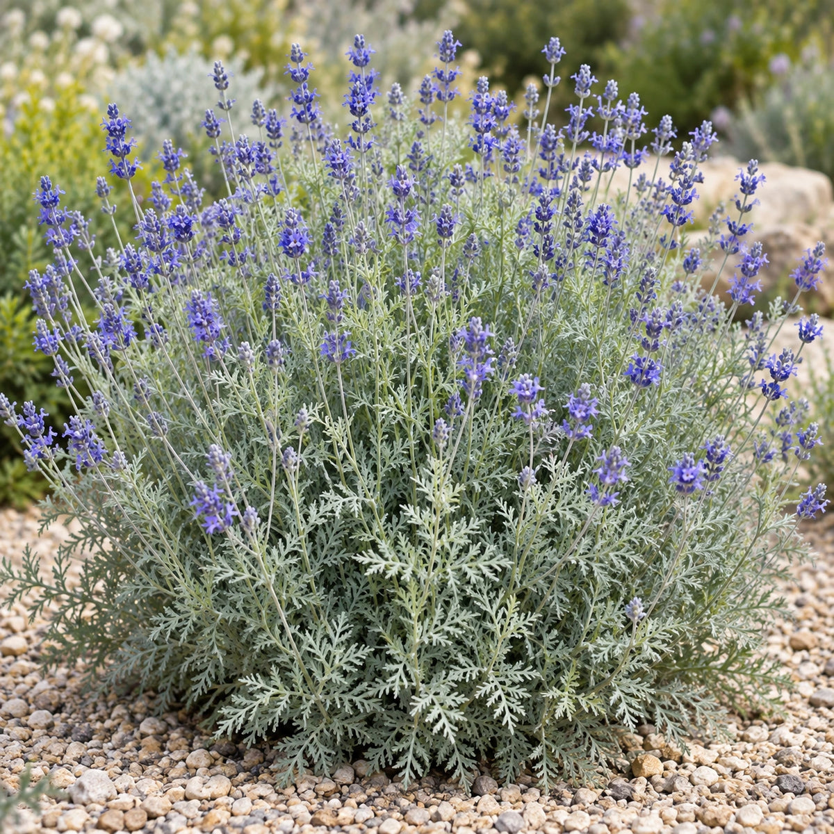 AI-generated illustration of mature Spanish Eyes Lavender in bloom; not the size supplied.