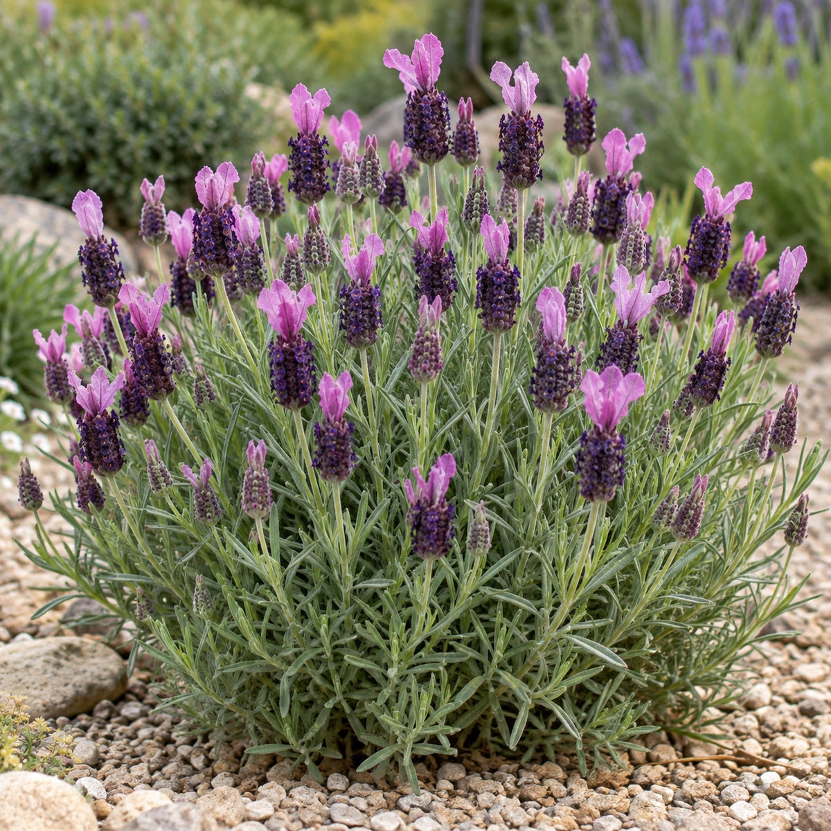 AI-generated illustration of mature Sancho Panza Lavender in bloom; not the size supplied.
