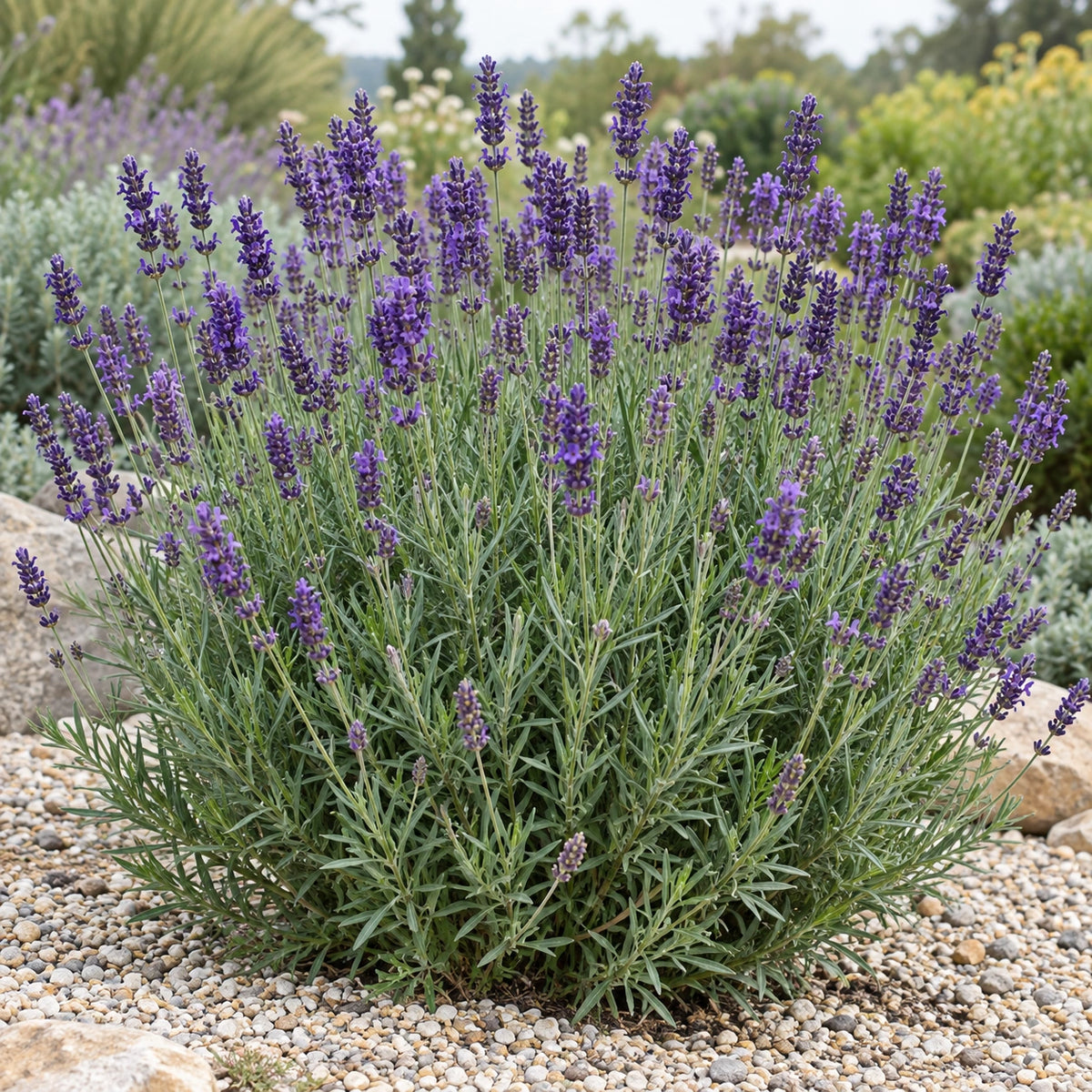 AI-generated illustration of mature Bogong Lavender in bloom; not the size supplied.