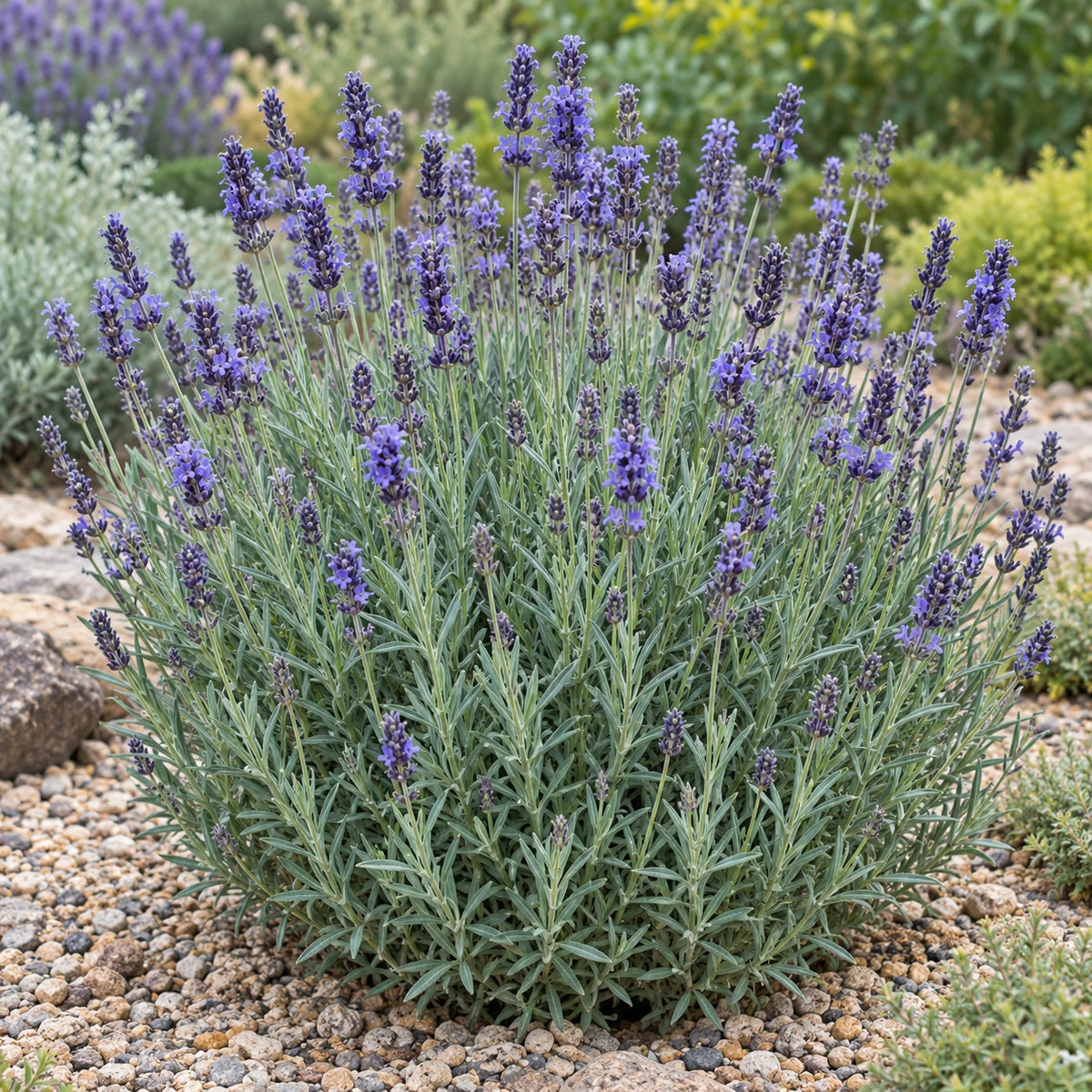 AI-generated illustration of mature Scottish Cottage Lavender in bloom; not the size supplied.