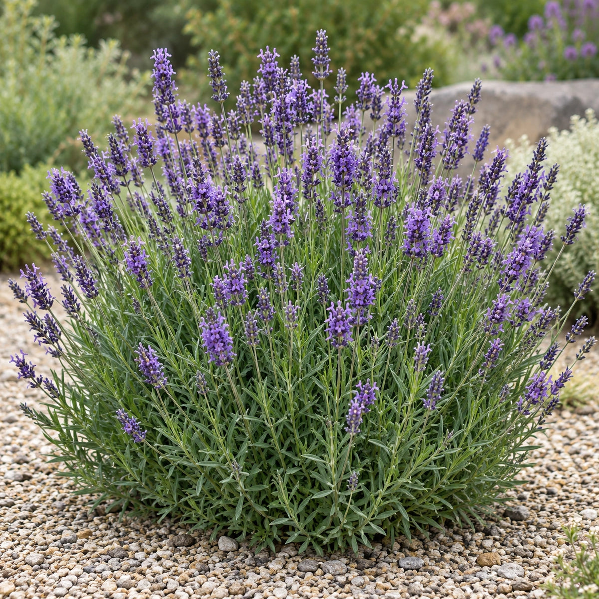 AI-generated illustration of mature Avice Hill Lavender in bloom; not the size supplied.