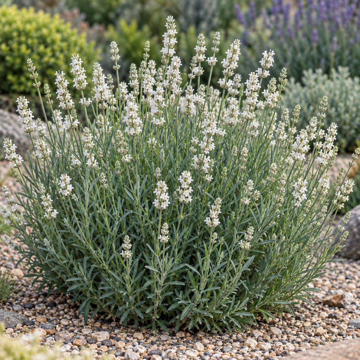 AI-generated illustration of mature Celestial Star Lavender in bloom; not the size supplied.