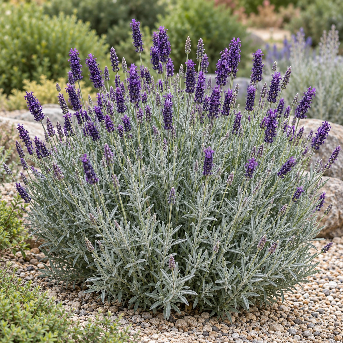 AI-generated illustration of mature Joan Head Lavender in bloom; not the size supplied.