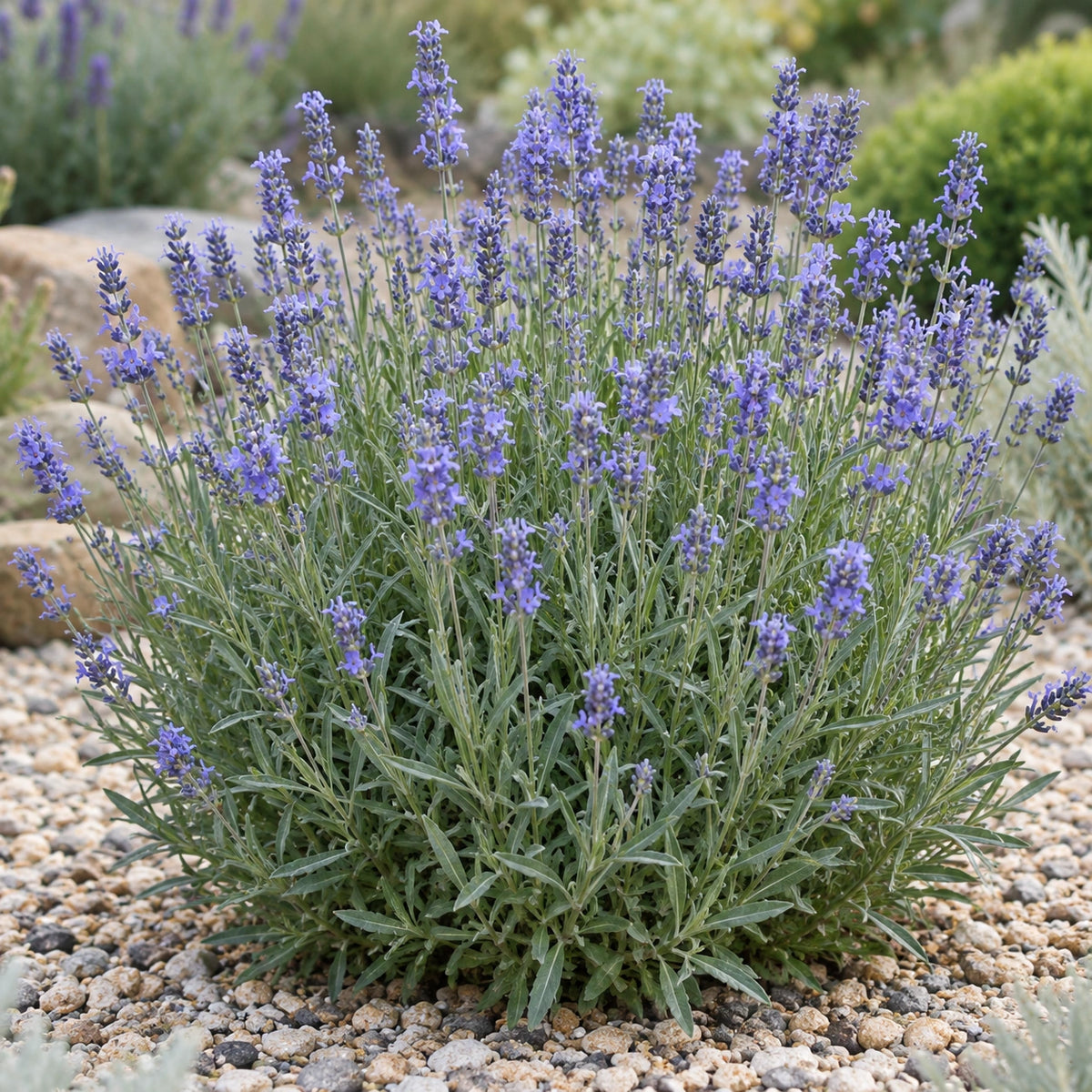 AI-generated illustration of mature Ellagance Sky Lavender in bloom; not the size supplied.