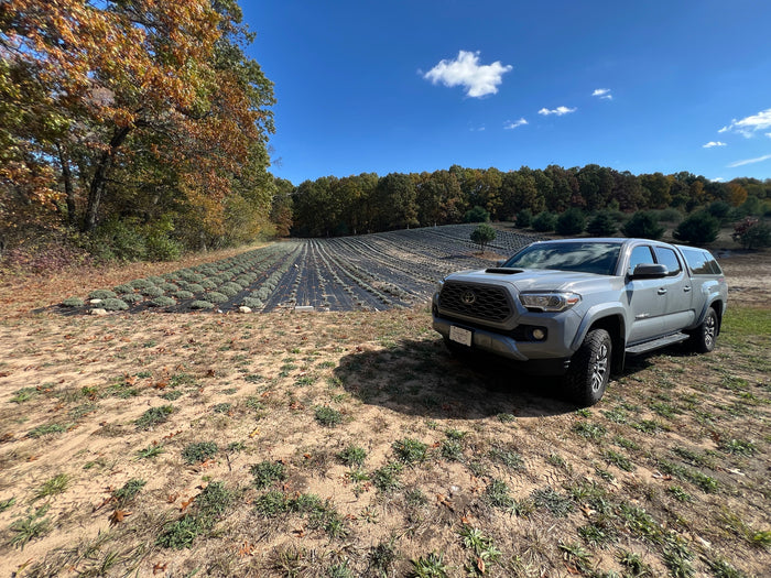 Farm truck parked beside lavender rows with fall trees