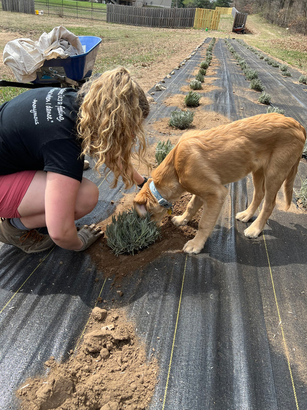 Woman planting a lavender plant while a golden retriever puppy sniffs it