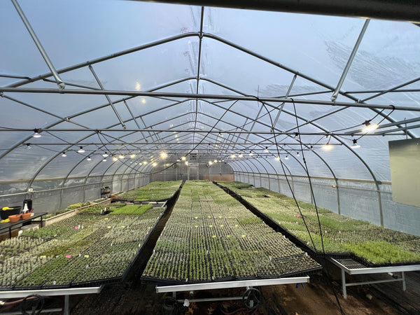 Long greenhouse with three benches covered in lavender plug trays