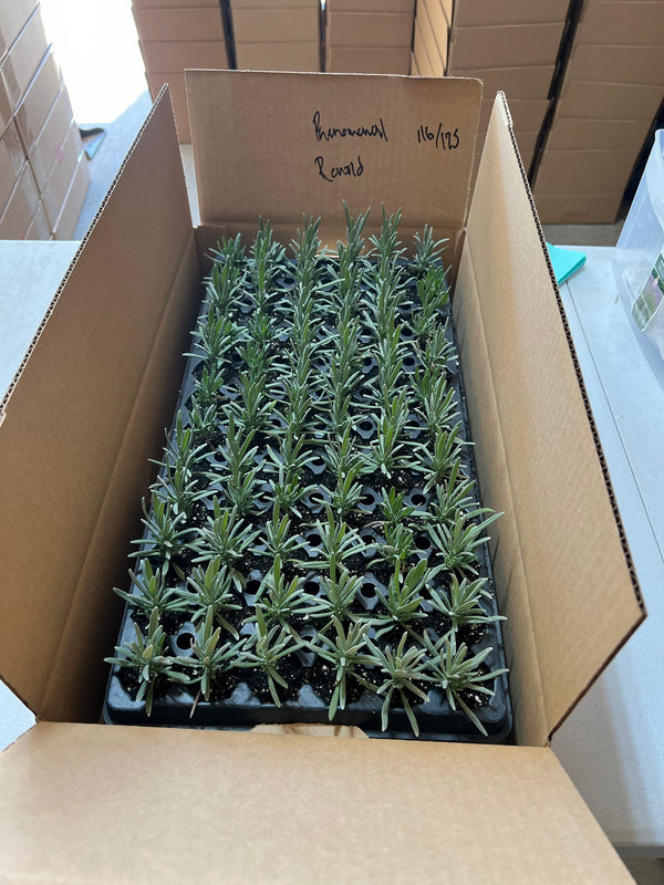 Tray of lavender plugs packed in a shipping box labeled Phenomenal