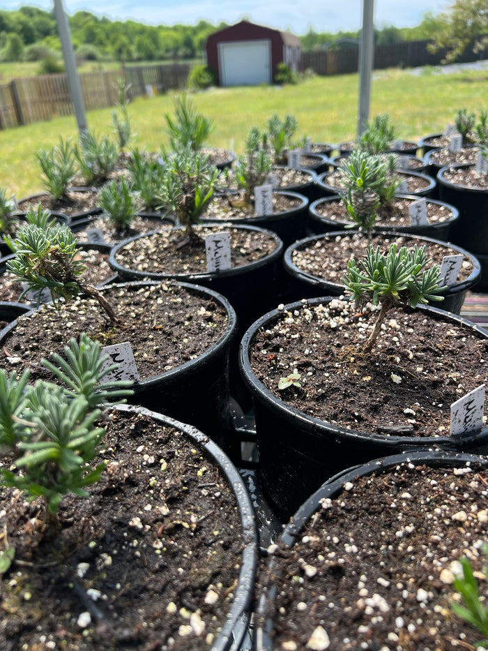 Young lavender plants in labeled gallon pots