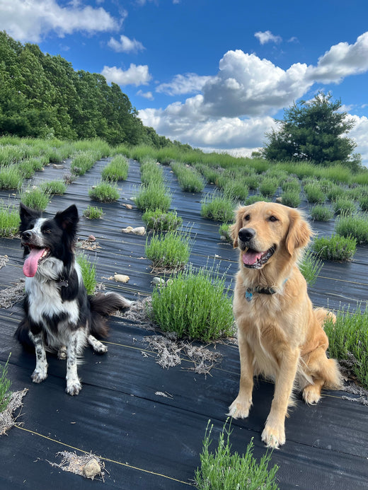 Border collie and golden retriever sitting together in the lavender rows