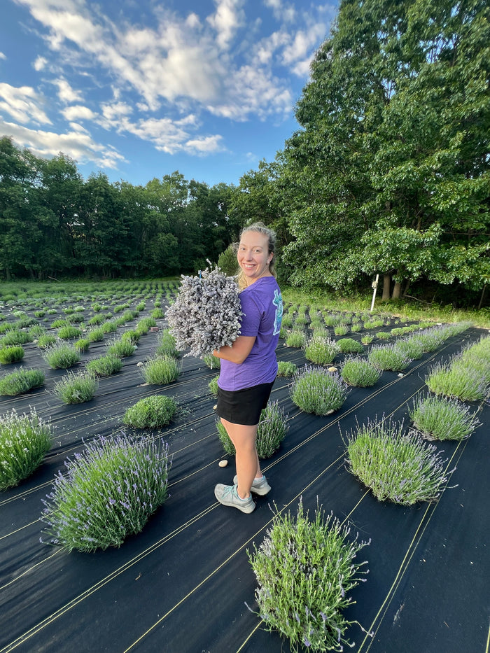 Woman in the rows holding a large bundle of pale lavender