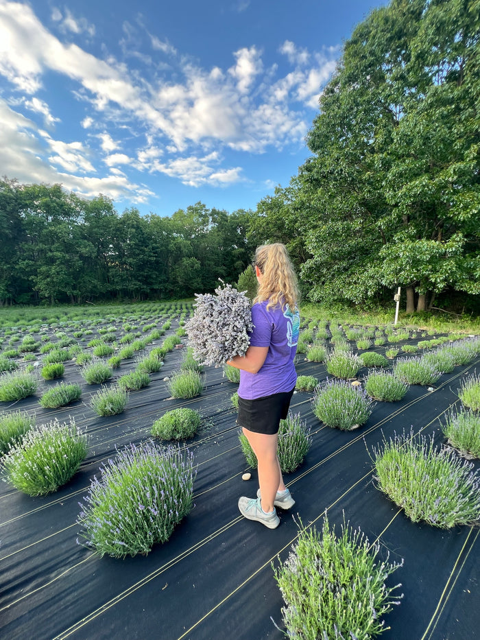 Woman seen from behind looking over lavender rows at sunset