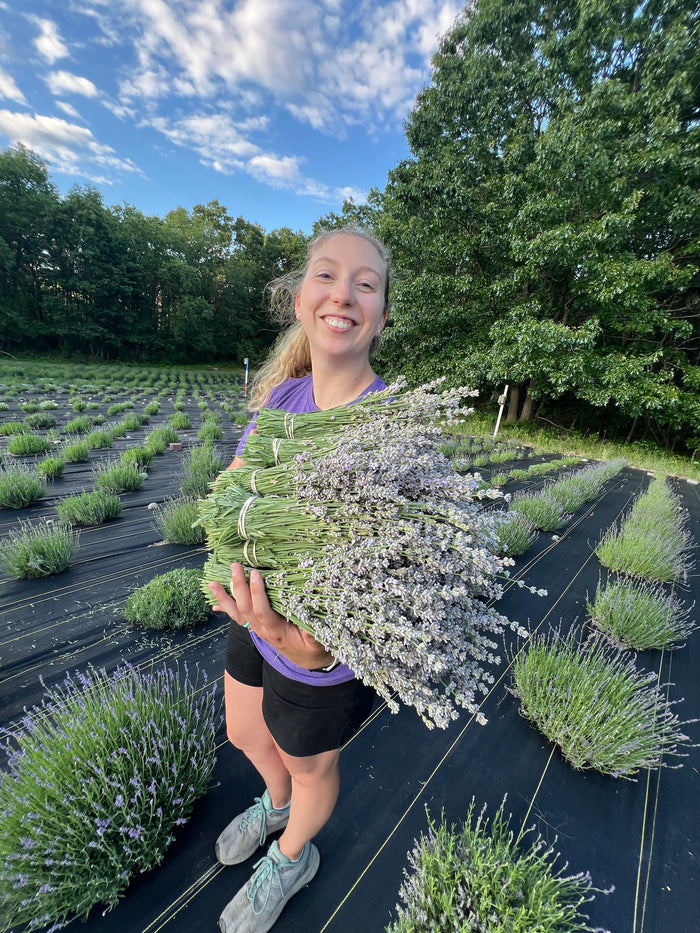 Smiling woman holding stacked bundles of fresh lavender