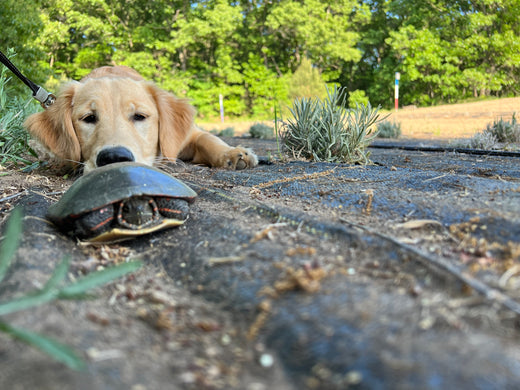 Golden retriever puppy lying nose to nose with a painted turtle