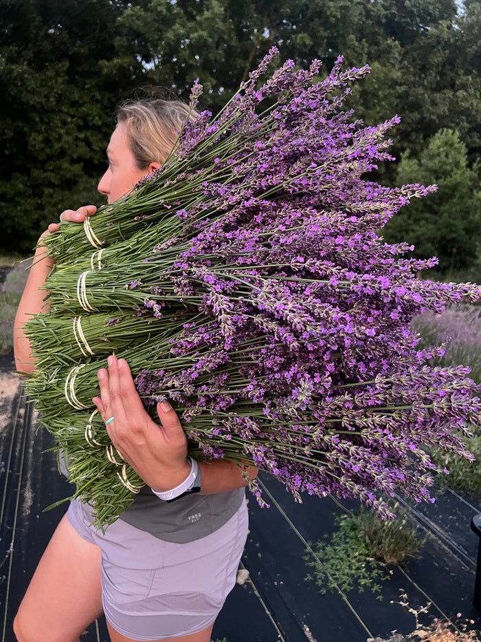Woman carrying a massive armful of bright purple lavender