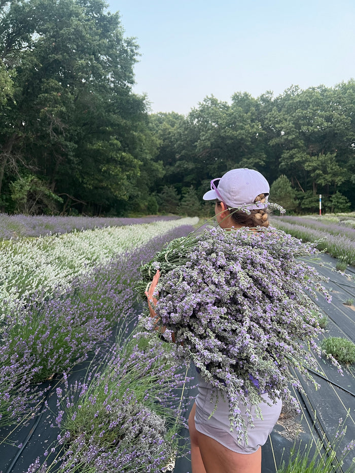 Woman carrying lavender between rows of purple and white lavender