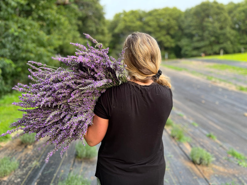 Woman seen from behind carrying a huge armful of fresh lavender over her shoulder