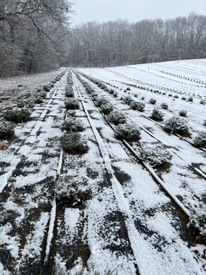 Lavender rows dusted with snow