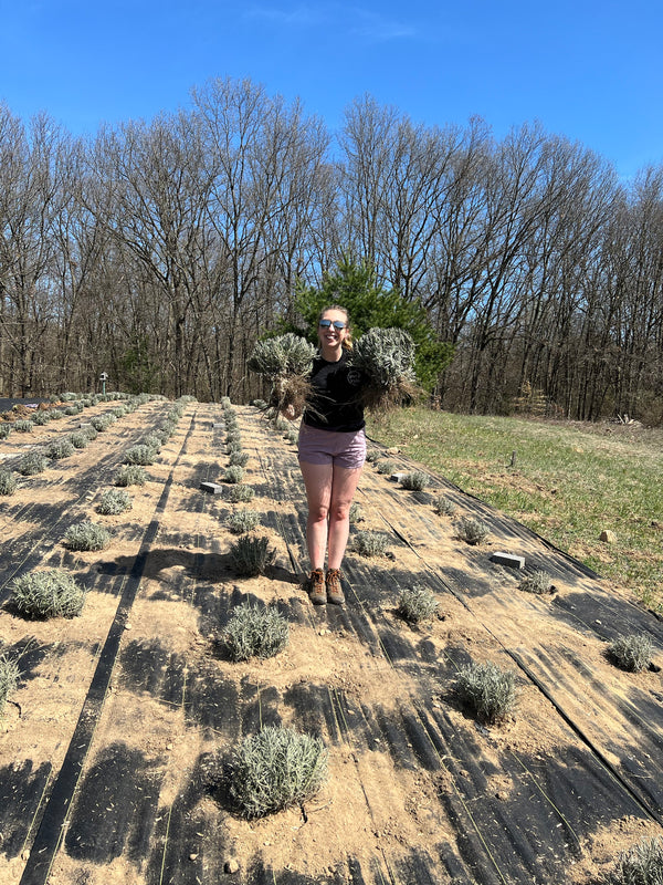 Woman in sunglasses holding up two lavender plants with roots in a newly planted field