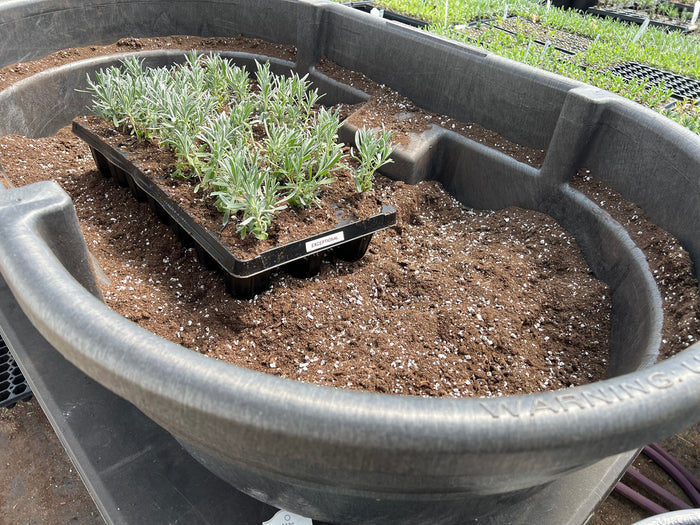 A tray of lavender plugs being filled with fresh potting mix