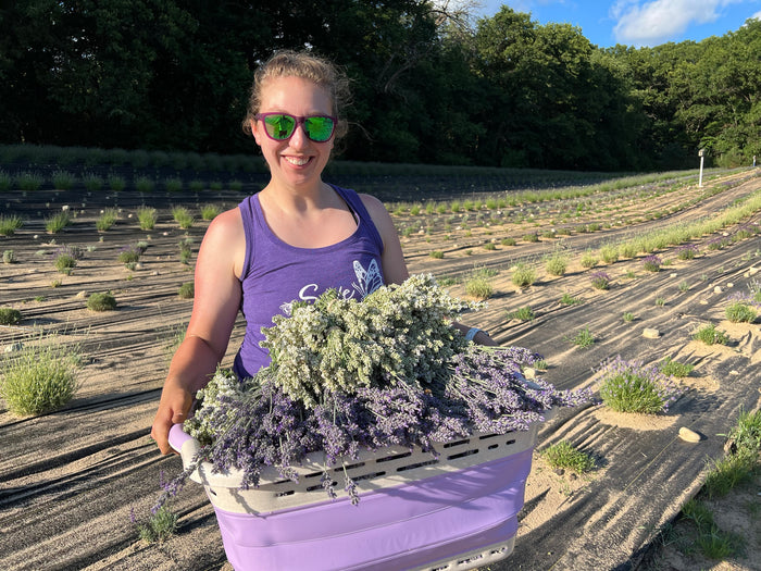 Woman carrying a basket of purple and white lavender bundles
