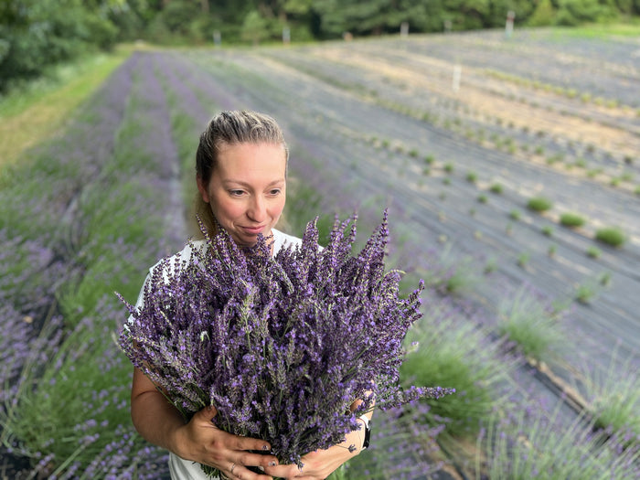 Woman looking down at a large bouquet of deep purple lavender