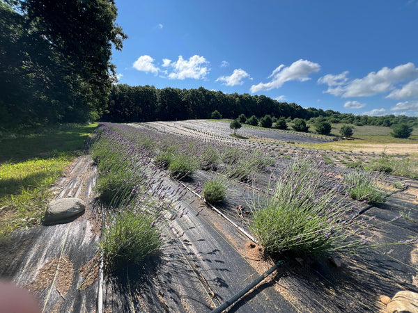 Rows of blooming lavender stretching up a hillside under a blue sky