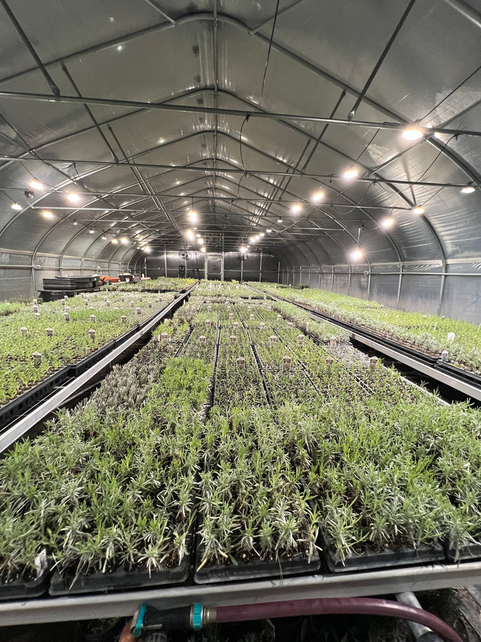 Greenhouse at night with rows of lavender under warm lights