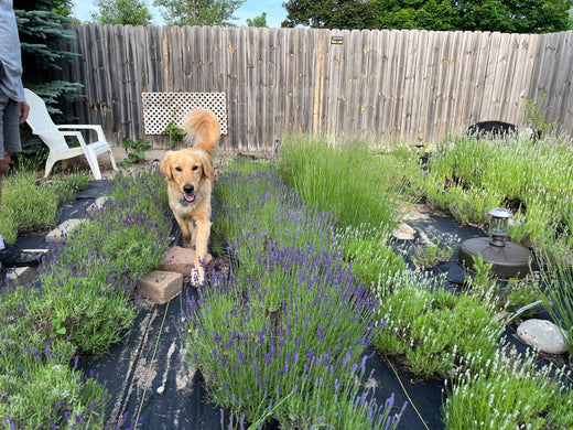 Golden retriever trotting down a path through blooming lavender