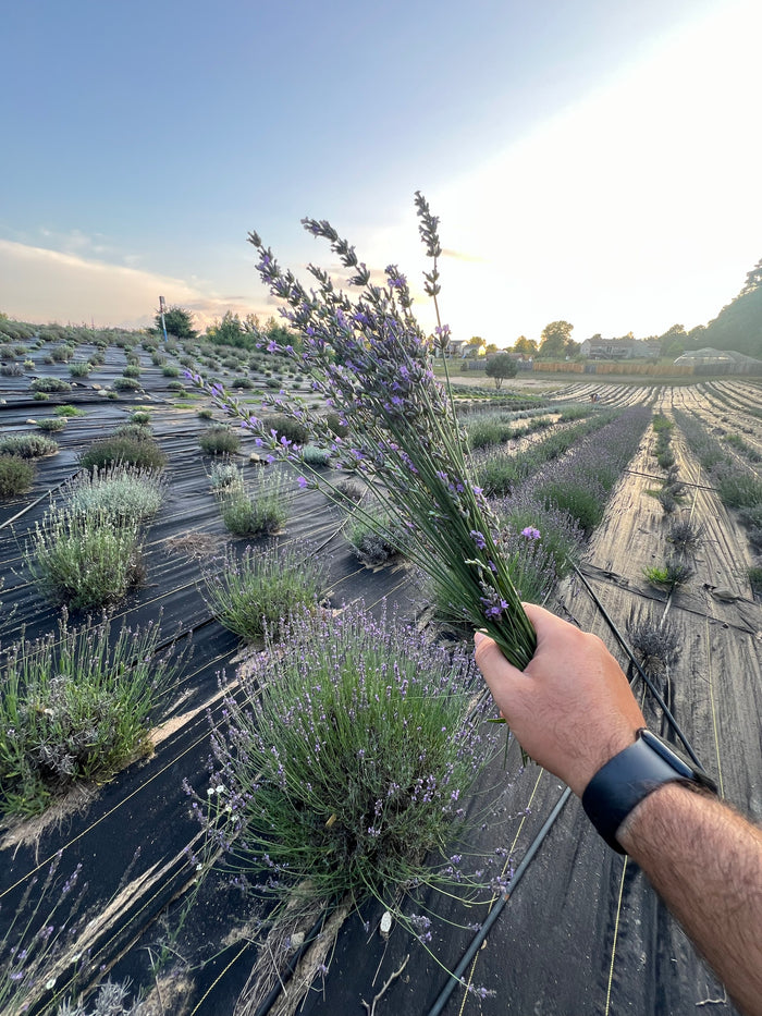 Hand holding a small bunch of lavender over the field at sunset