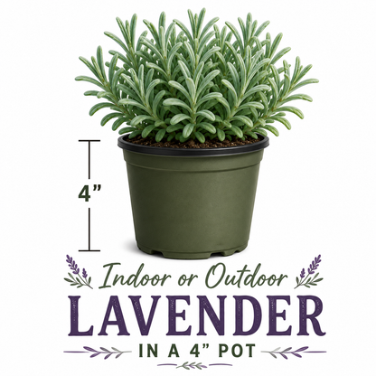 Melissa lavender 20-cell plug tray - image 7