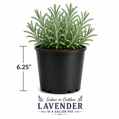 Essence Purple lavender bare root plant - image 7